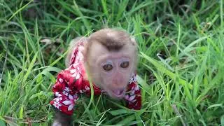 Cute tiny baby monkey training 