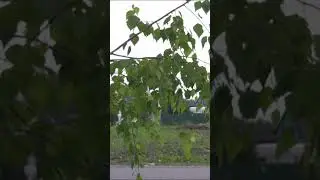 Въезд в леса ограничен