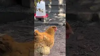 Груши и курицы, сегодняшние новости 😂