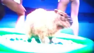 Лига ставок реклама девочки Capibara Капибара