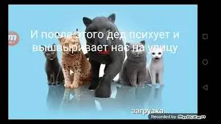 ЖУТКАЯ ПАСХАЛКА РАЗРАБОТЧИКА В ИГРЕ Cat simulator 2015