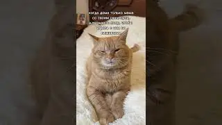 С папой веселее 😂 #рыжийкот #cat #кот #юмор #котики #питомцы #прикол #тренды #шортс