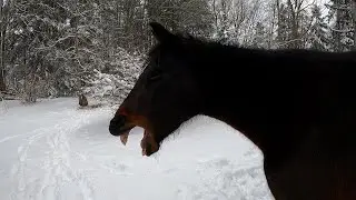 Musica yawns