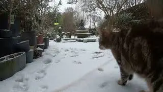 Katzen im Schnee