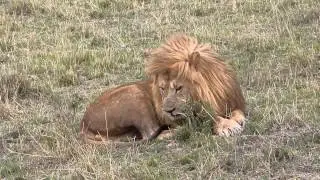 Masai Mara - Grimace of Notch coalition in September 2014