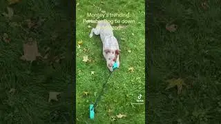 MHtv.us for your dog tiedown