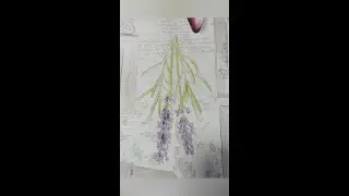 Лаванда на моем окне