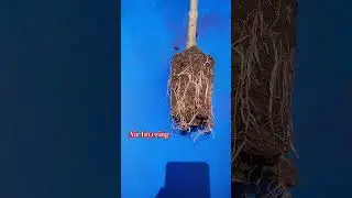 how to propagate pomegranate tree  from cutting #gardening #garden #fruit #shortvideo #shorts