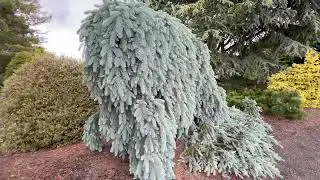 Late Spring Garden Tour Featuring Plants We Have Never Shot | Conifer Gardens | Japanese Landscaping