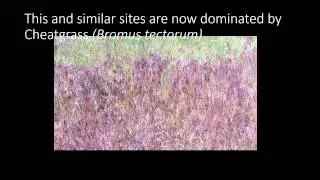 The Effect of Frequent Wildfire