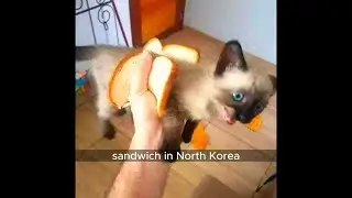 offensive memes that if ylyl