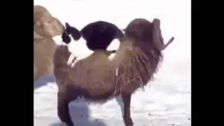 Смешное видео   Приколы с животными Братья наши меньшие!