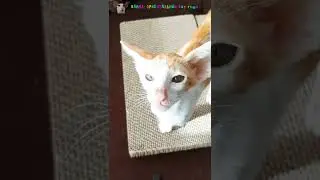 Детские разборки😃 Третий день дома #shorts #cat #comedy #funny