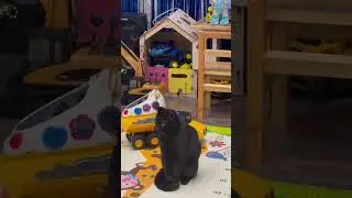 Невозмутимая Багира👌🐱