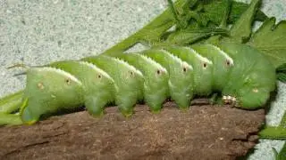 Edited! This is a Tobacco Horn Worm - not a Tomato Horn Worm! It has a red Horn- not a black one!