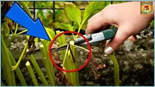 BE SURE TO DO THIS WITH PEONIES IN THE FALL When and how to prune PEONIES FOR THE WINTER Summer c...