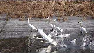 Beautiful swans flying freely on the frozen river || 4K Video