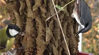 Поползень забивает семечки🌱звуки еды