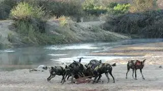 Wild Dogs being chased by lions