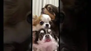 Cocoa