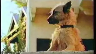 pedigree