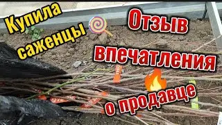 Высаживаем плодовые саженцы, плодородный слой в Каневском районе, отзыв о продавцеирастений с авито