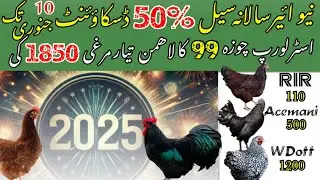 New Year 2025 Australorp RIR Lohmman Brown Ayam cemani silver Wynedotte