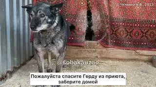 Собака замерзает в приюте! Помогите спасти Герду! Приют «Щербинка». Проект @sobakauzao. 89055523195