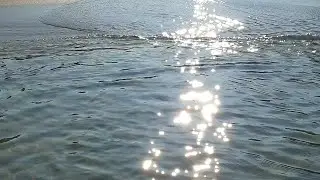Медузы появились в море😱 да какие большие!!! Калининград погода сегодня и купание в Балтийском море🌊