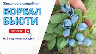 Сорт жимолости Бореал Бьюти (Boreal Beauty) 3 год после посадки (23.06.2024)