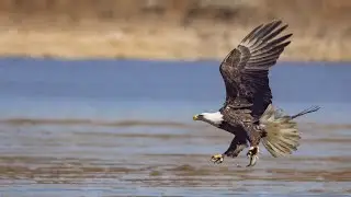 How Eagle Hunting Fish
