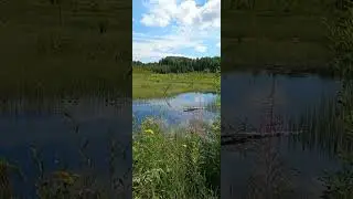 Просто болото