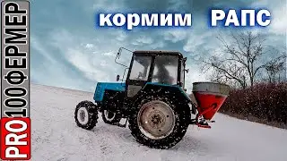 Подкормка рапса по снегу.