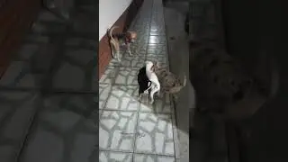 OS CACHORRINHOS NÃO DEIXAM A MÃE IR PARA A RUA #pets #cachorrada #filhotesfofinhos