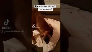 Котлета чи яблуко? Що смачніше?