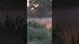 Звуки природы на рассвете