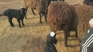 Бешарик куй бозори ва нархлари .