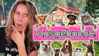 Komplett AUSGEBUCHT! 🙀 Chaos mit Pizza 💉 Animal Shelter Simulator deutsch 🏠 Folge 28