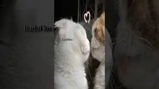 new video XML in bio