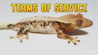 Creating Terms Of Service For Crested Geckos Breeders