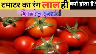 टमाटर का रंग लाल ही क्यों होता है ?? || Amazing Fact || Random Fact || Fact Series #5