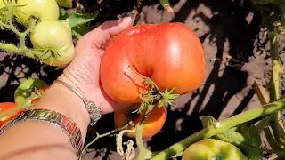 #ДачныйРемонт