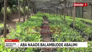 Agataliikonfuufu ABALIMI MACADAMIABEESUNGA KUTANDIKA OKUNOGA ENSIMBI