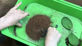 хойя посадка черенков в кокос