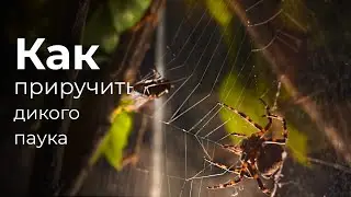 WE MADE A TERRARIUM AND PUT A HUNGRY SPIDER IN IT