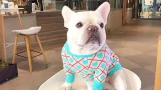 French Bulldog Warm Sweaters Clothes