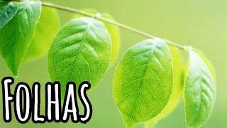 Folhas