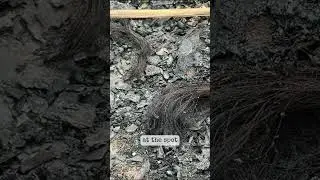 Burned skeleton found in Khon Kaen landfill Thailand 