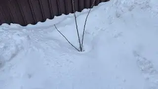 Снежный плен! Спасение молодого сада.