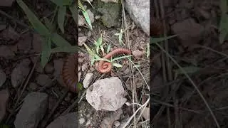 Un Gusanito
